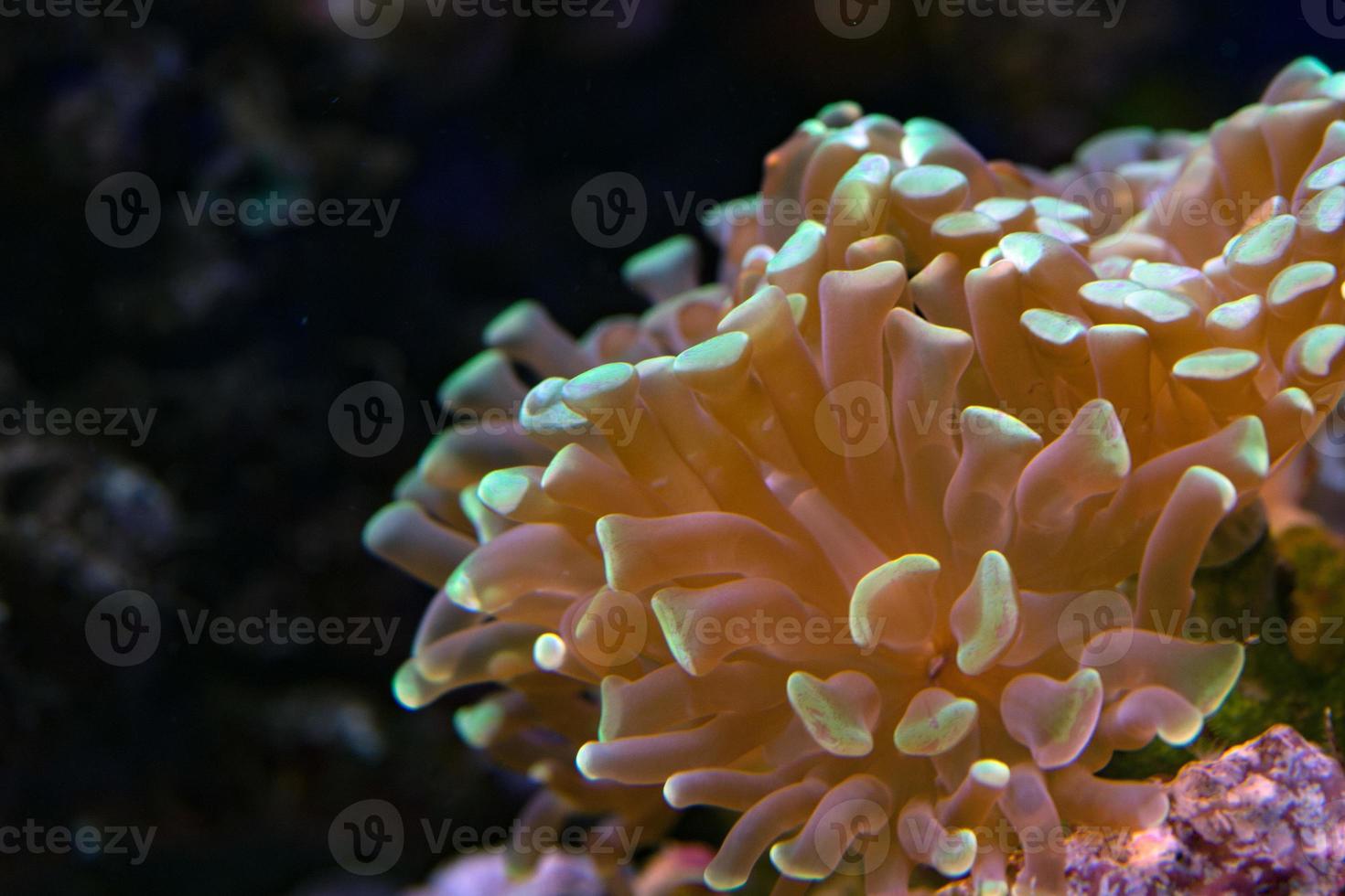 difficile corallo macro su notte tuffo leggero foto