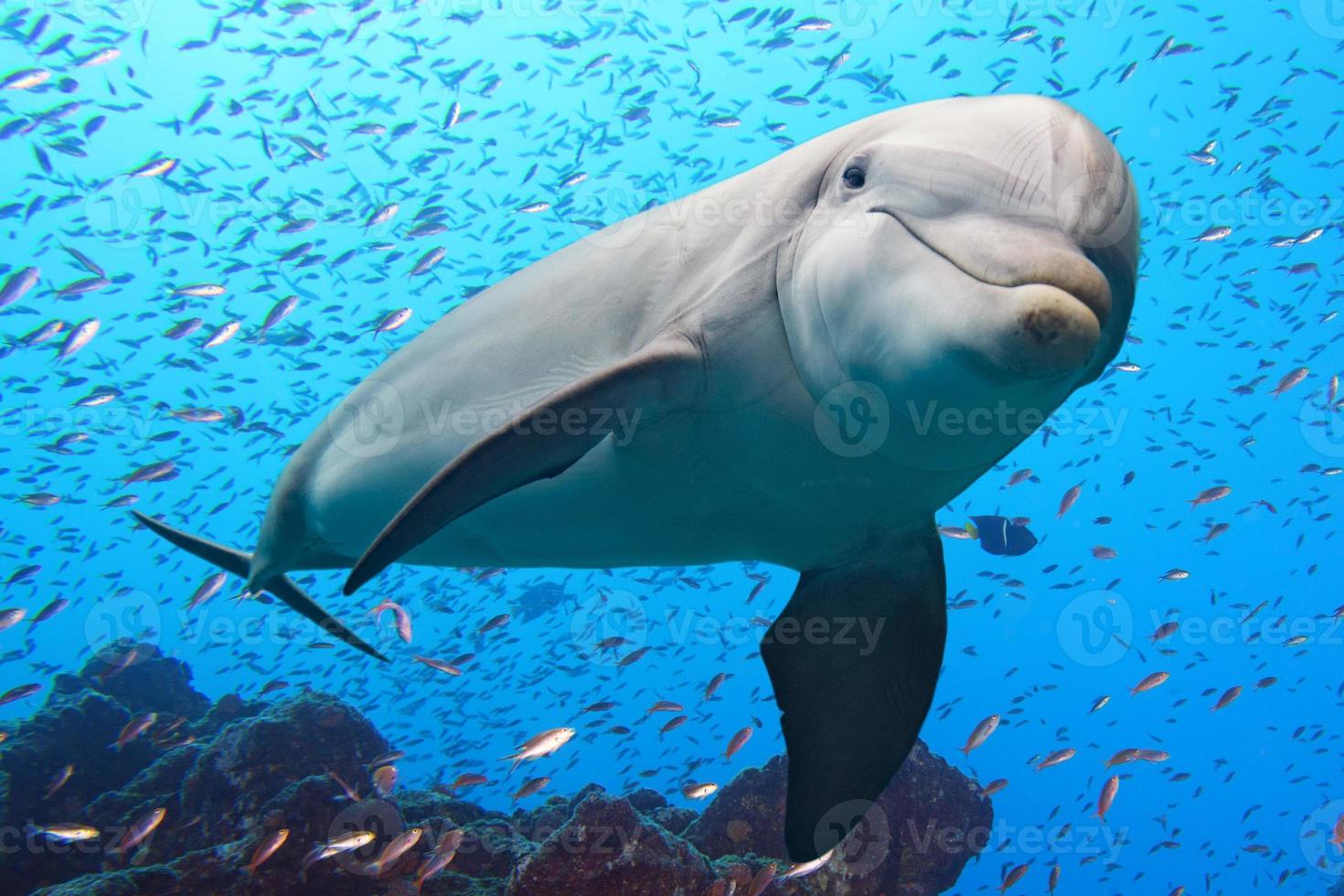 delfino subacqueo su scogliera sfondo foto