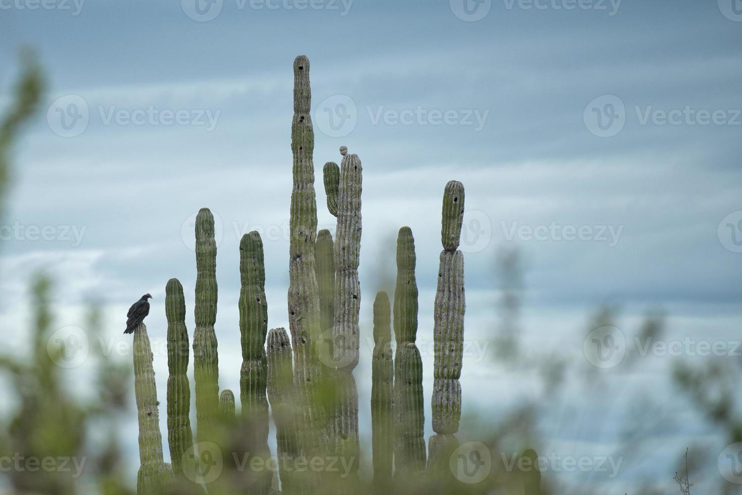 avvoltoio poiana uccelli su cactus foto