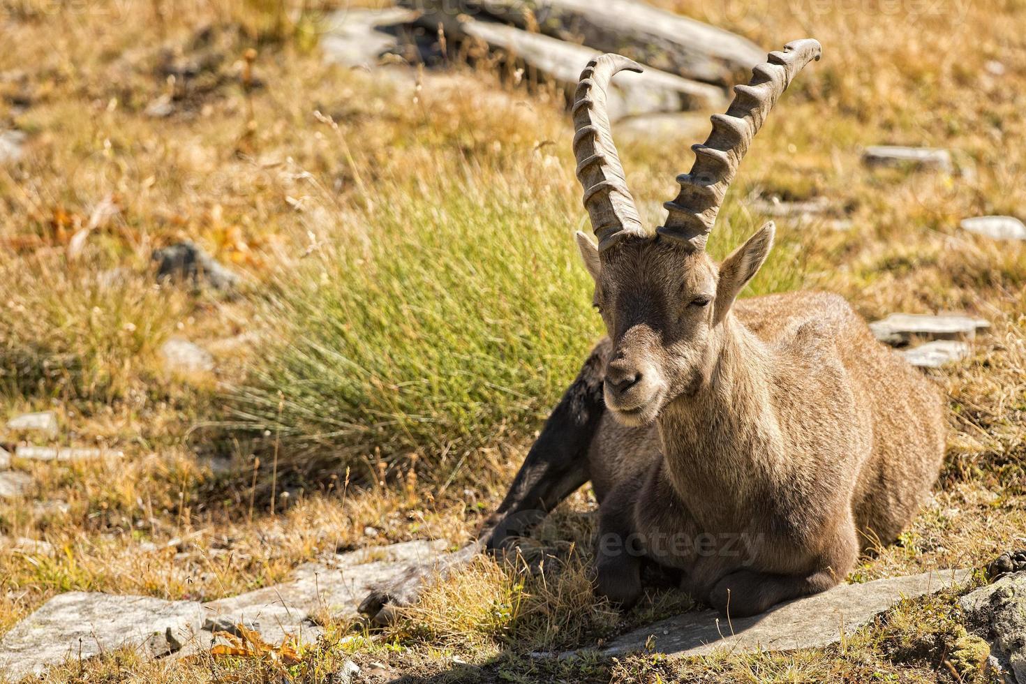 isolato stambecco cervo lungo corno pecora stambecco foto