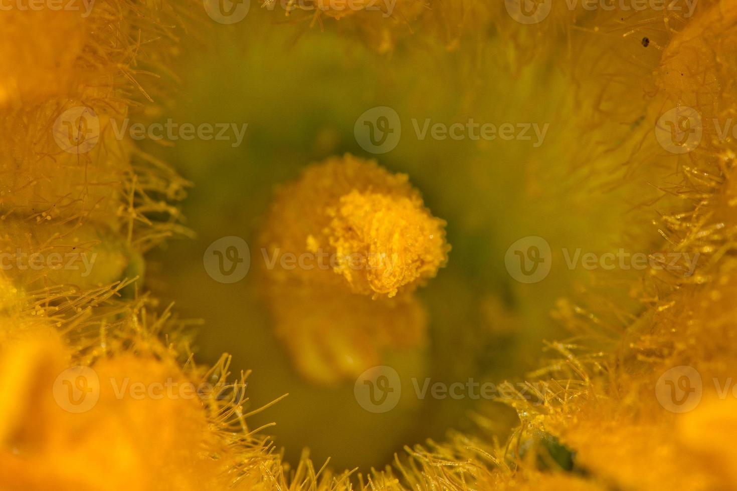 zucchine giallo fiore pistillo zucchine macro foto