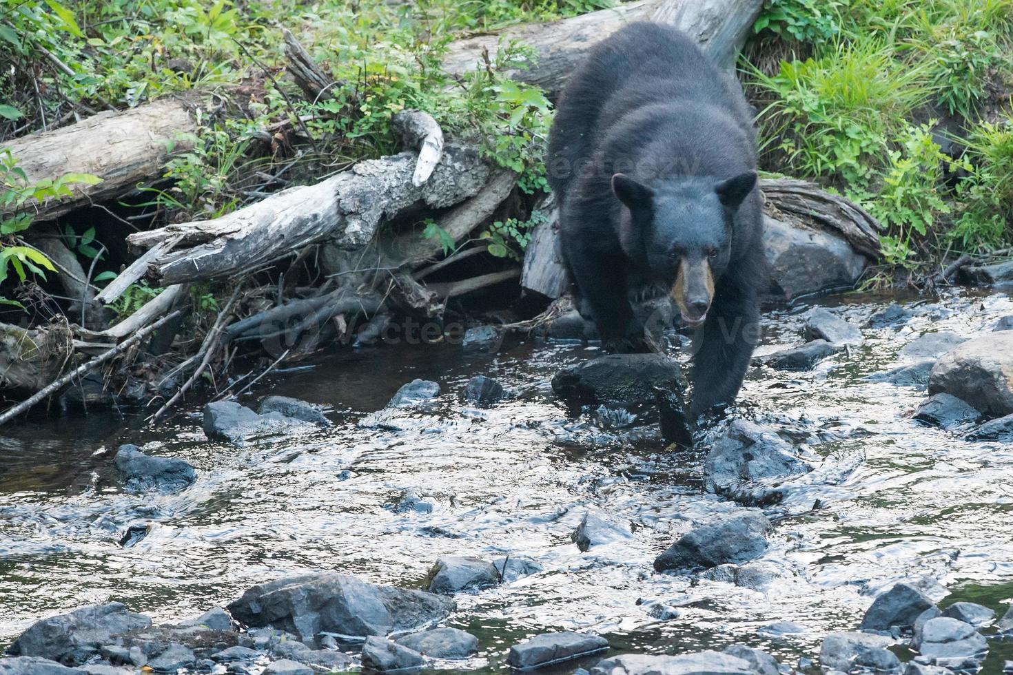 nero orso mentre attraversamento il fiume foto