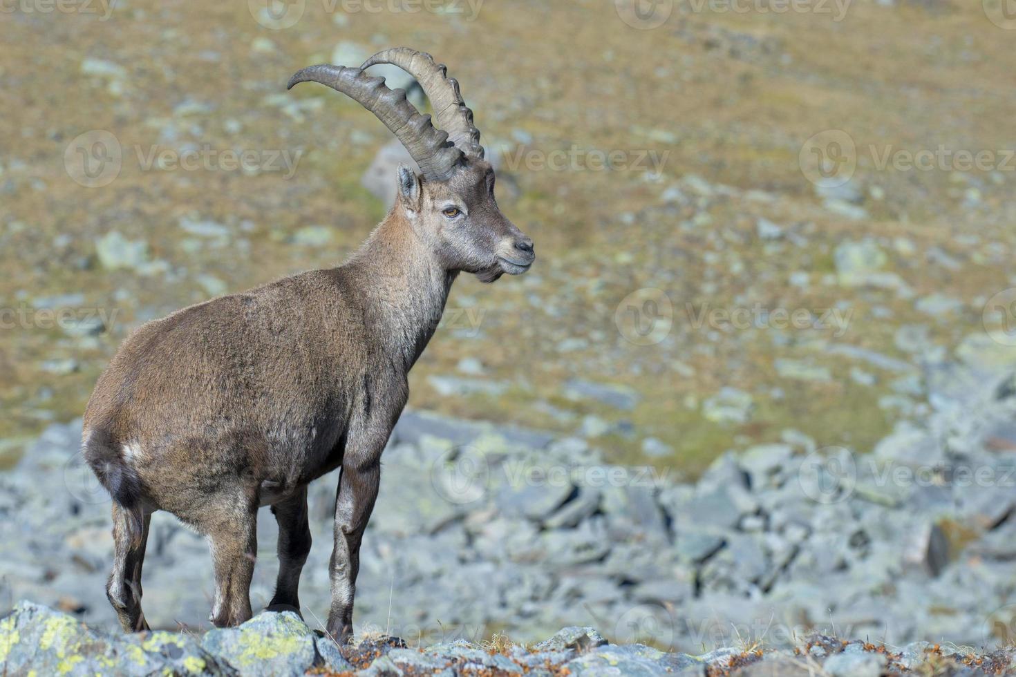 isolato stambecco cervo lungo corno pecora stambecco foto