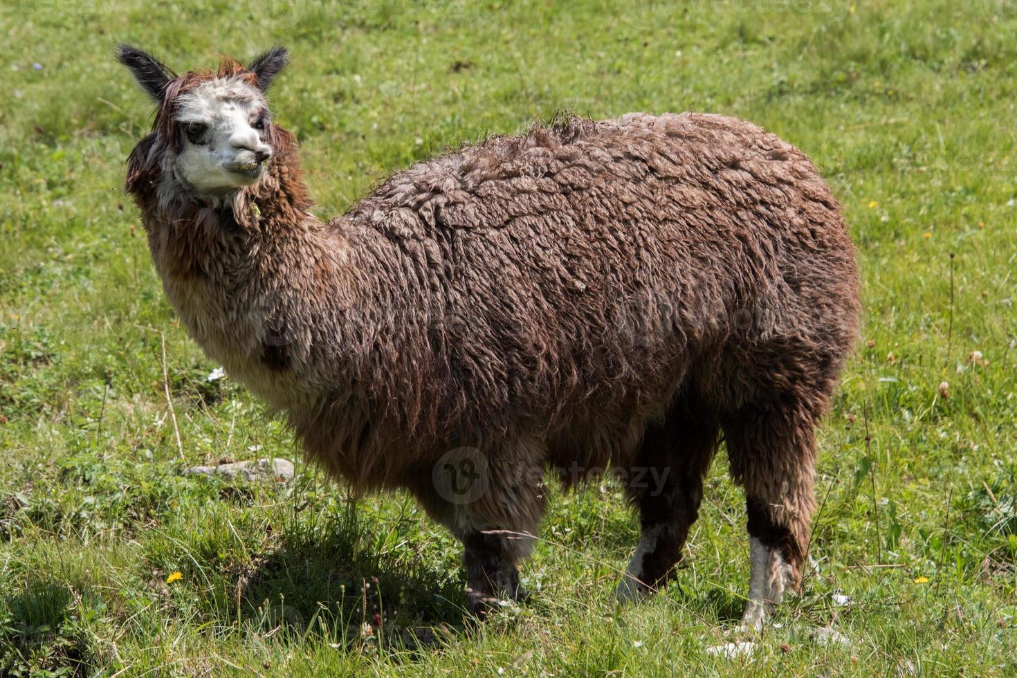 alpaca ritratto mentre guardare a voi foto