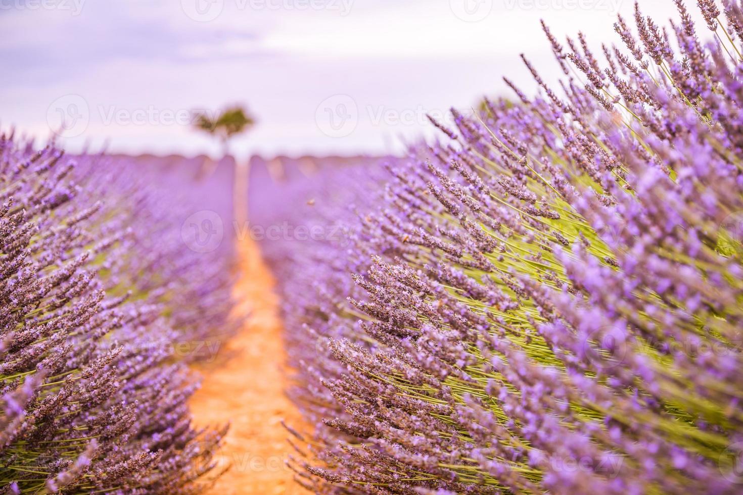 vivido colori, tranquillo, calmo idilliaco estate natura, sfocatura floreale scena. avvicinamento di francese lavanda campo a tramonto, Provenza, Francia, valensole. estate natura paesaggio. bellissimo paesaggio di lavanda campo foto