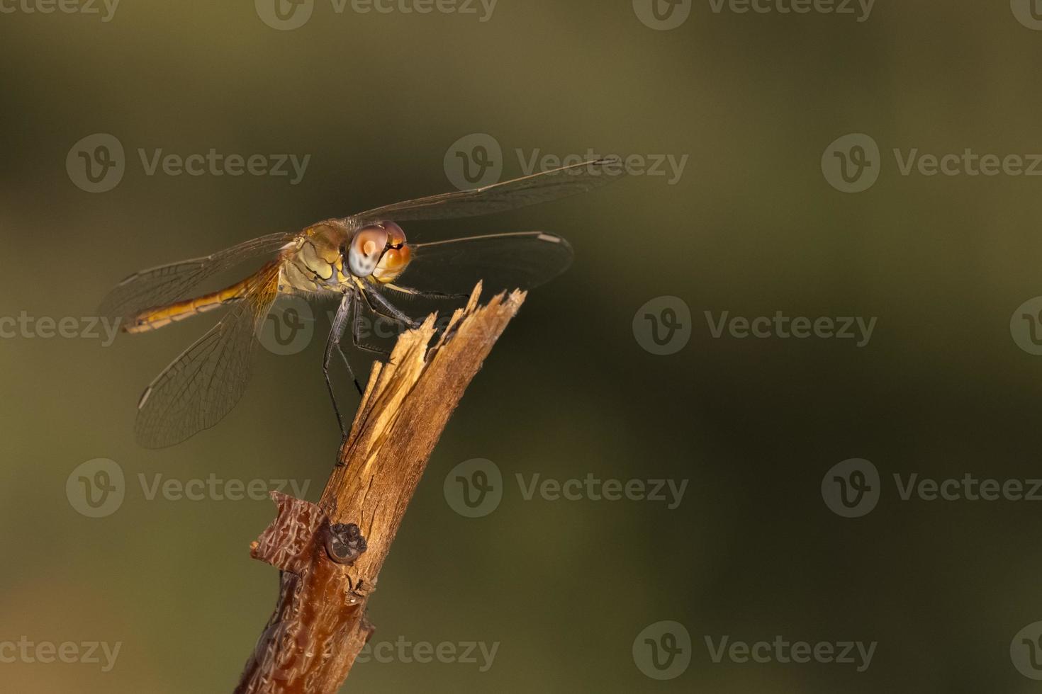 un' rosso libellula su il verde sfondo foto