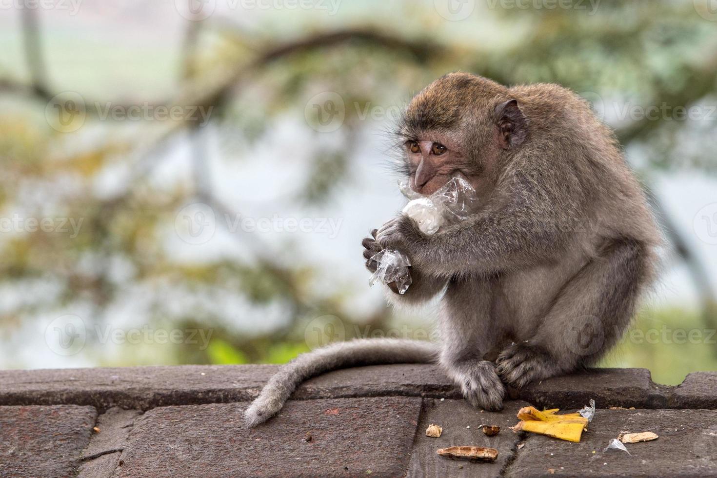 Indonesia macaco scimmia scimmia vicino su ritratto foto