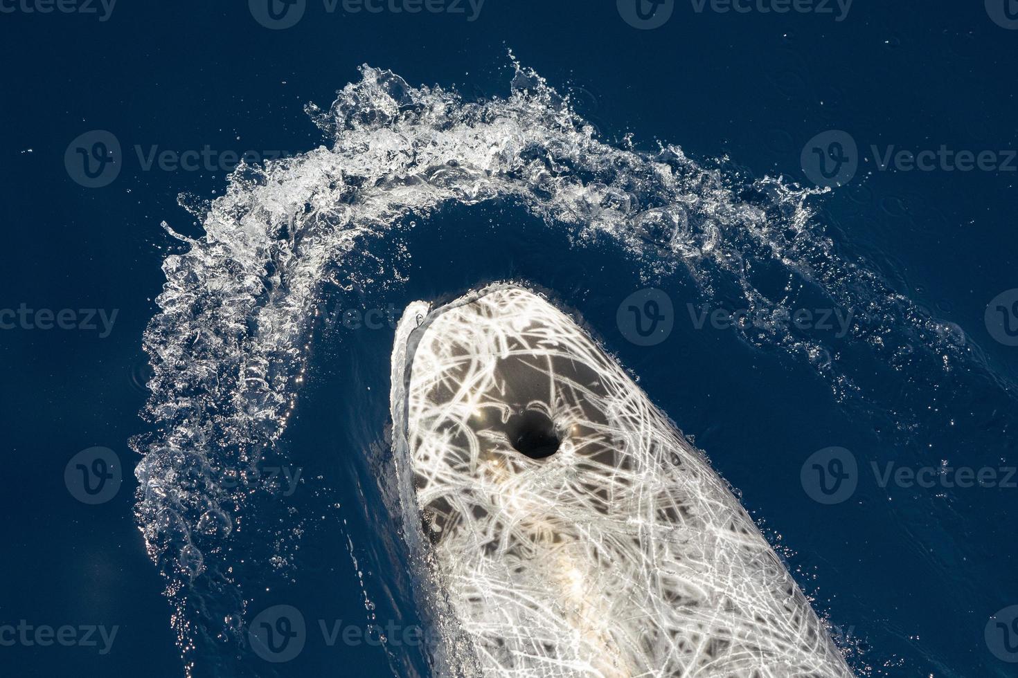 risso delfino vicino su ritratto su mare superficie foto