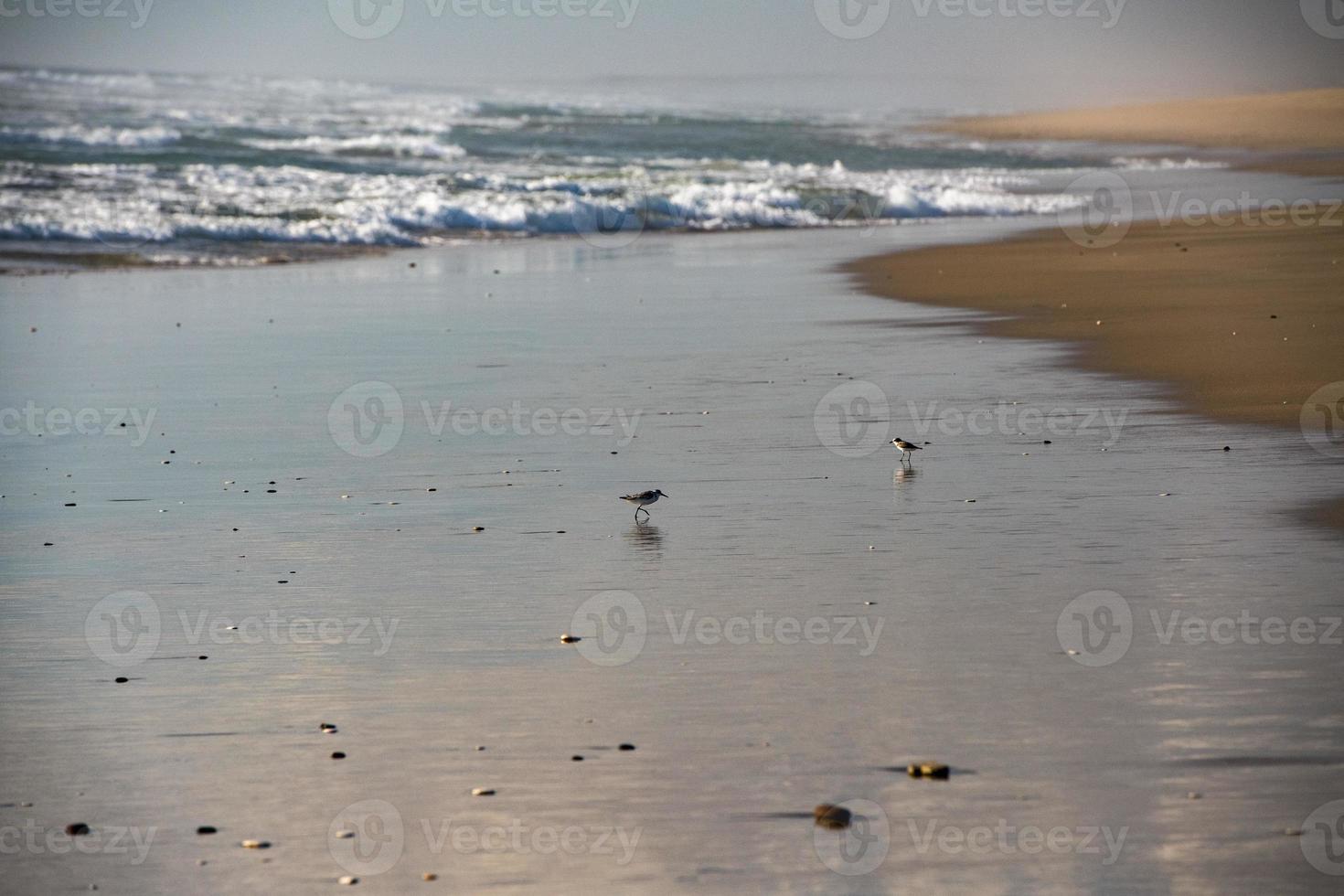 baja California Pacifico oceano sabbioso spiaggia foto