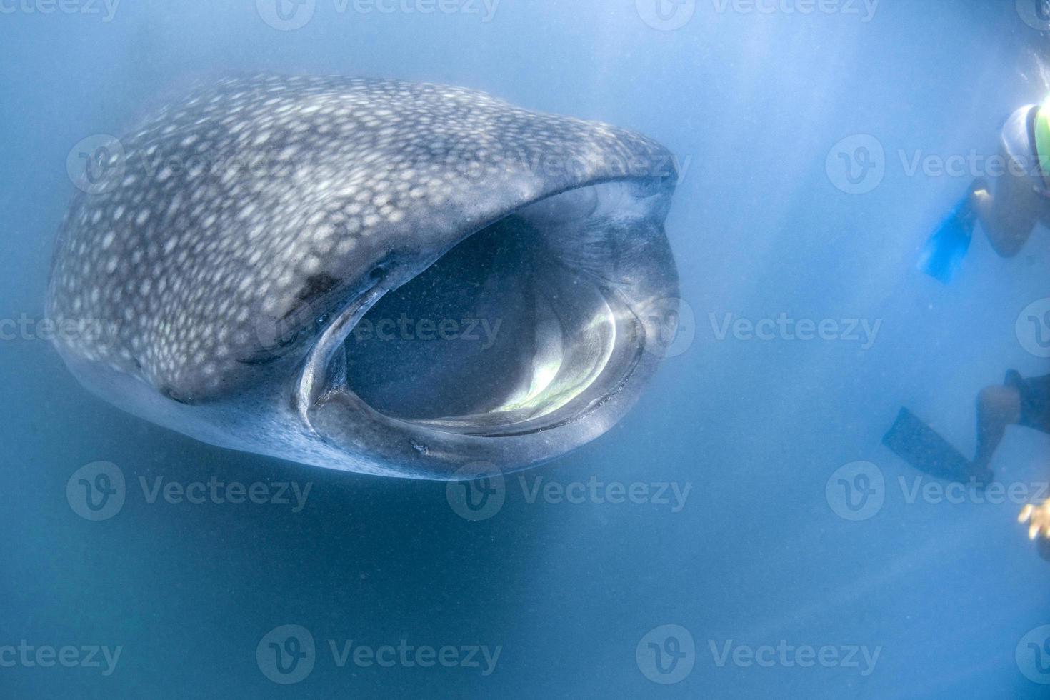 balena squalo vicino su subacqueo ritratto mangiare plancton foto
