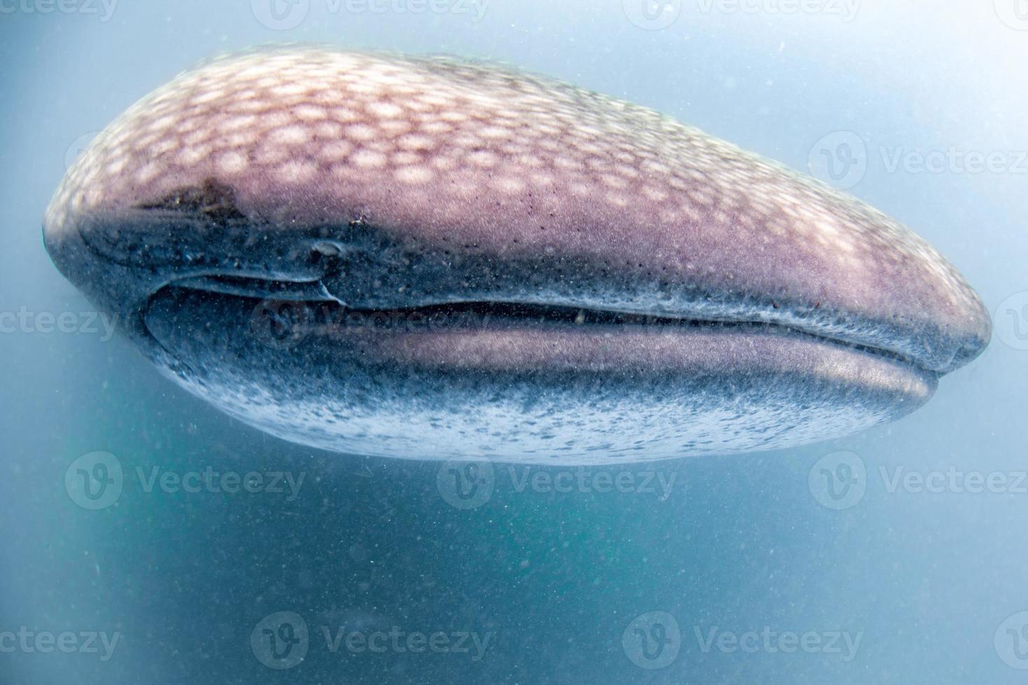 balena squalo vicino su subacqueo ritratto mangiare plancton foto