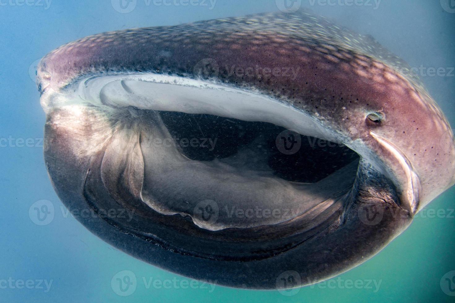 balena squalo vicino su subacqueo ritratto mangiare plancton foto