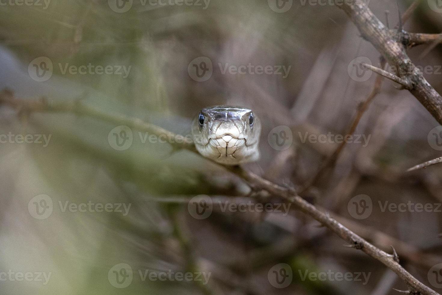 nero mamba serpente Sud Africa vicino su foto