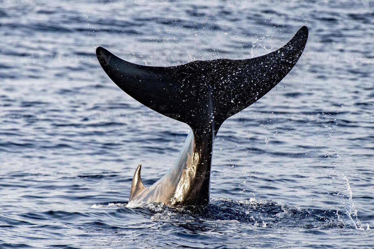 raro Oca becco balena delfino ziphius cavirostri foto