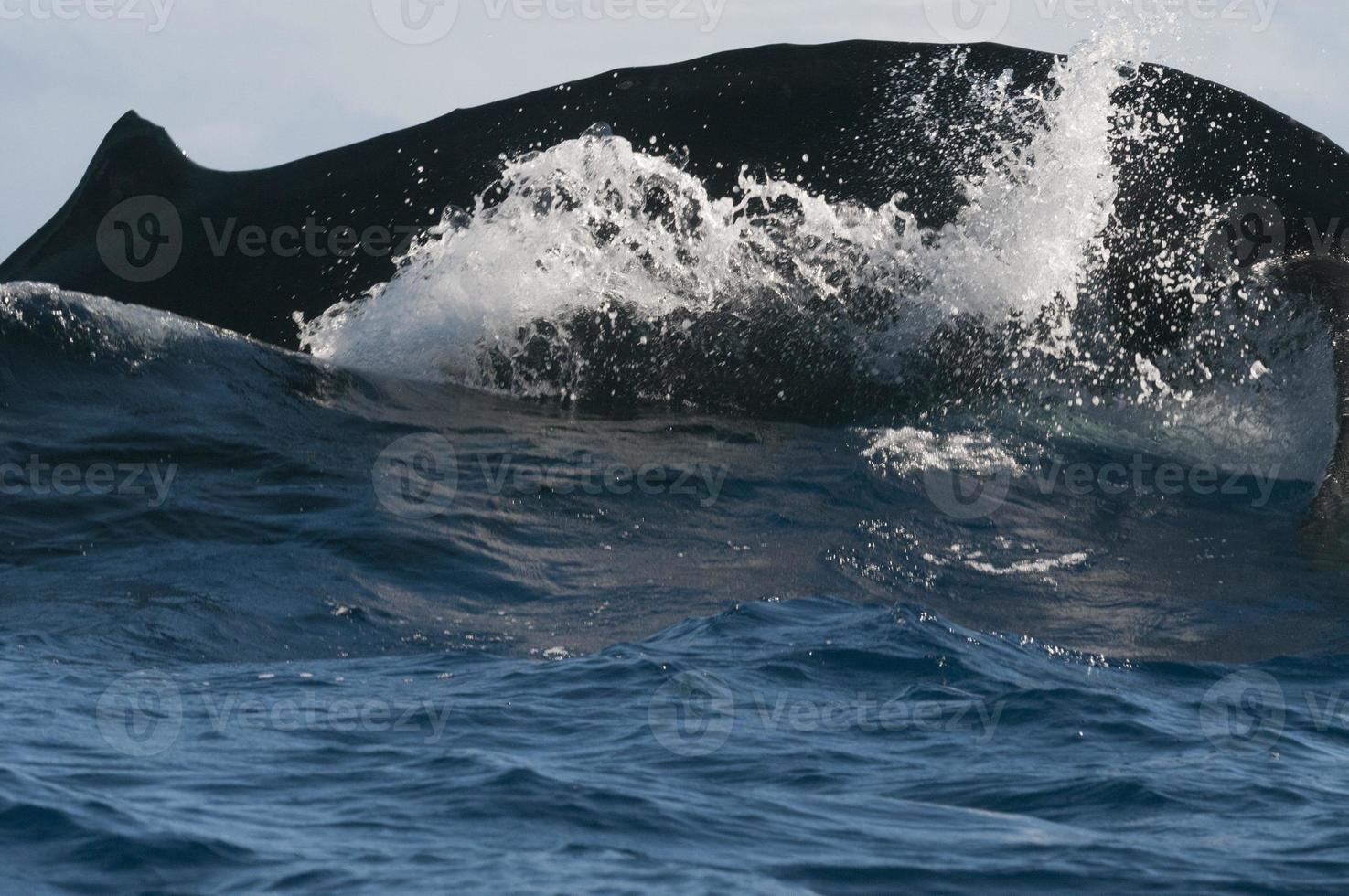 gobba balena varco e salto nel blu polinesiano mare foto