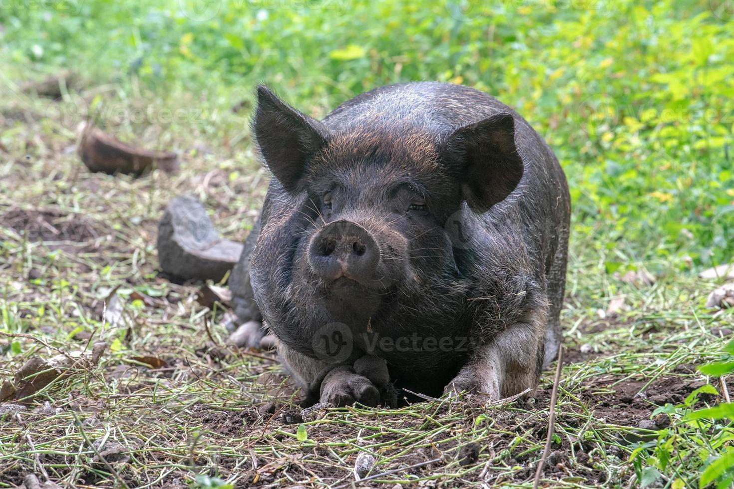 divertente viso grande nero selvaggio cinghiale ritratto mentre guardare a voi foto