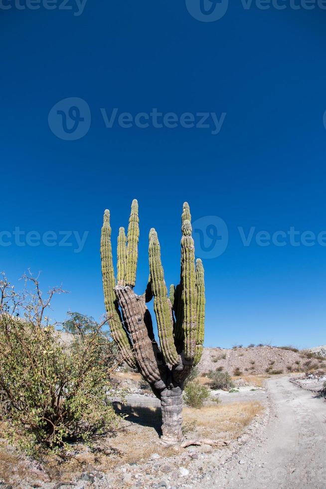 California gigante deserto cactus vicino su foto