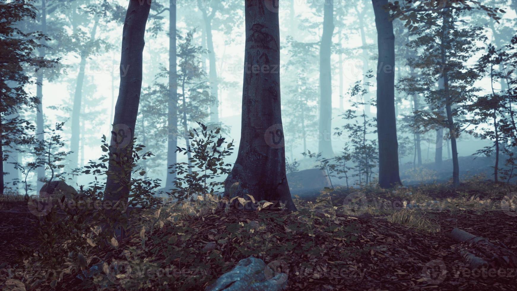nebbioso mattina nel il boschi con raggi di leggero foto