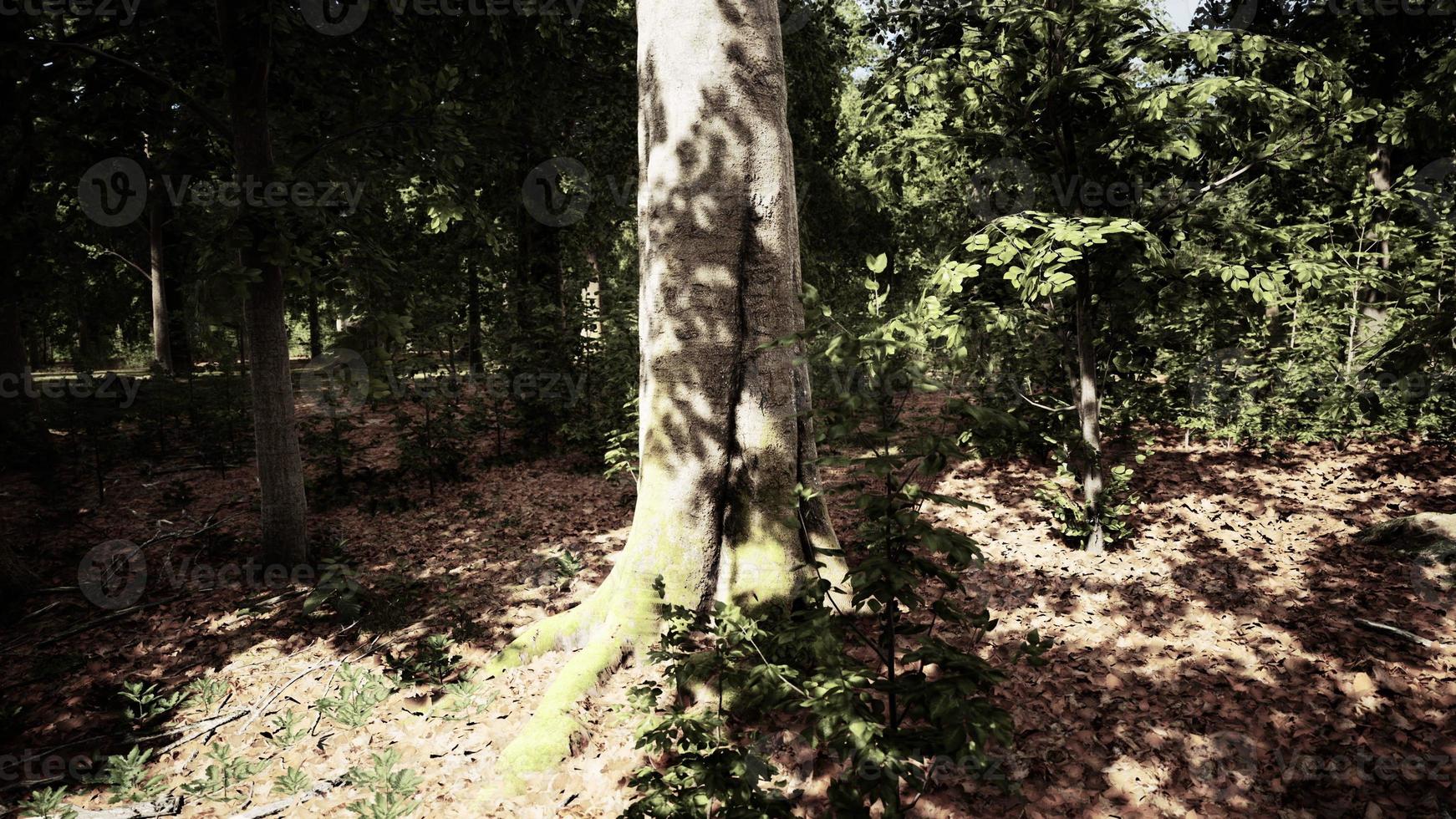 il sole irradia attraverso i rami degli alberi spessi in una fitta foresta verde foto