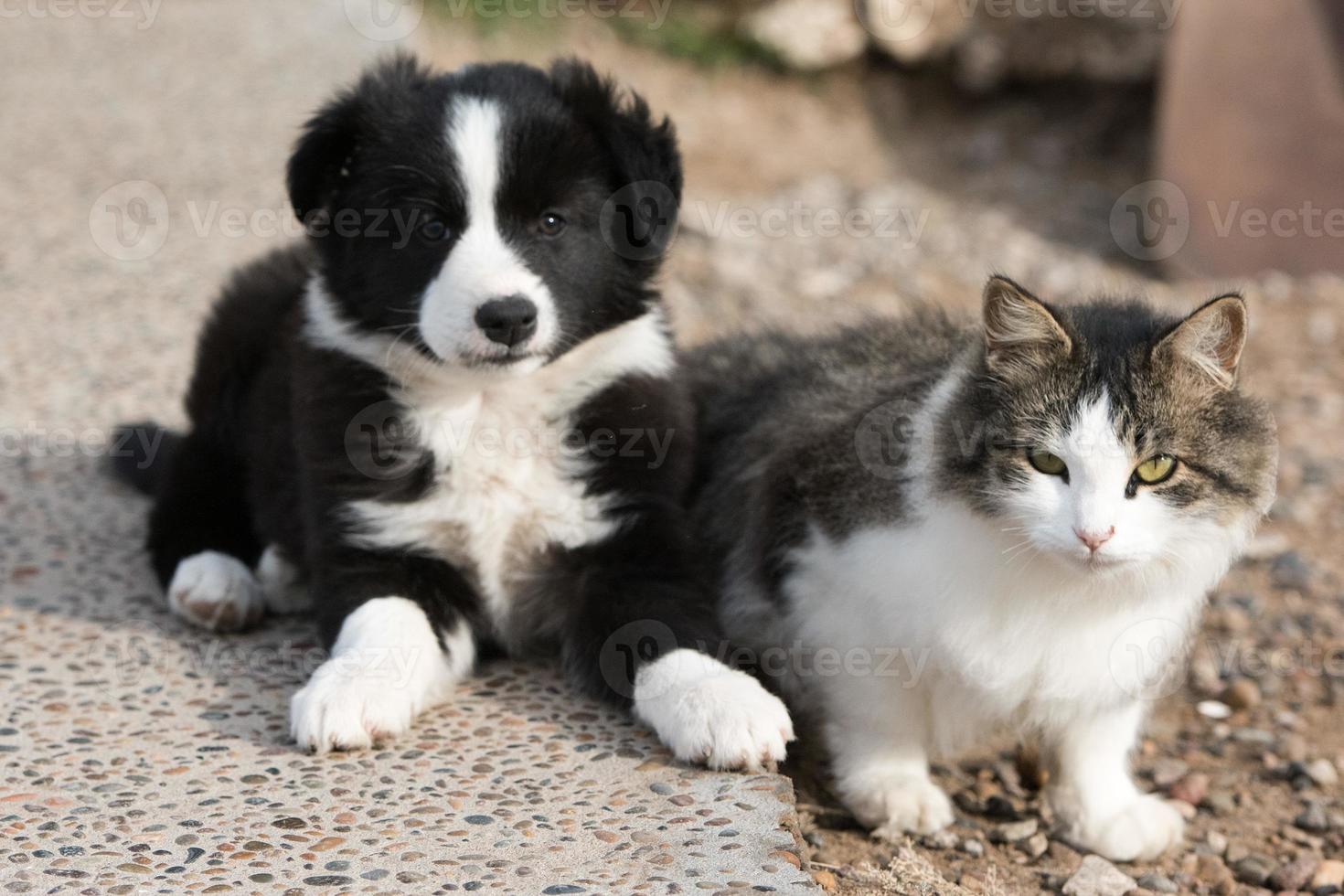 confine collie cucciolo cane ritratto con un' gatto foto