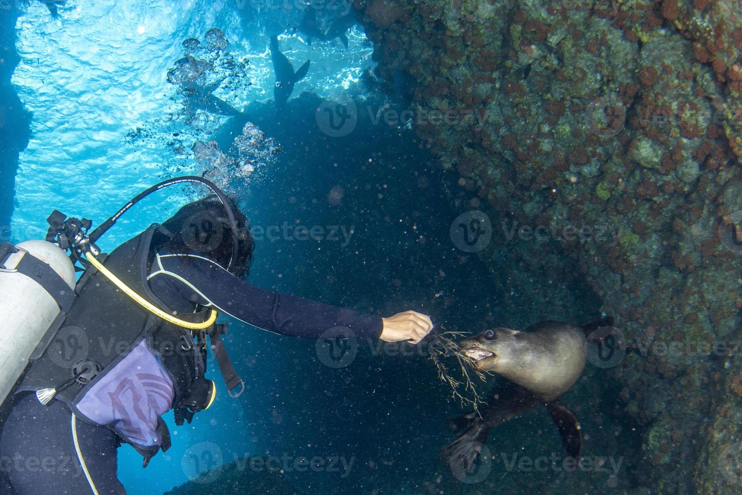 bellissimo latina messicano ragazza immersione con mare leoni foto