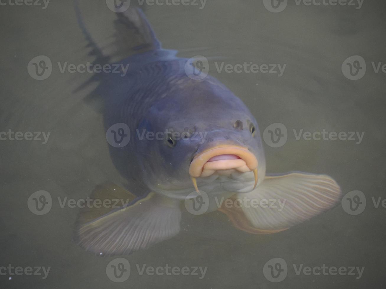 un' Comune carpa deglutire aria a il superficie nel un' lago foto