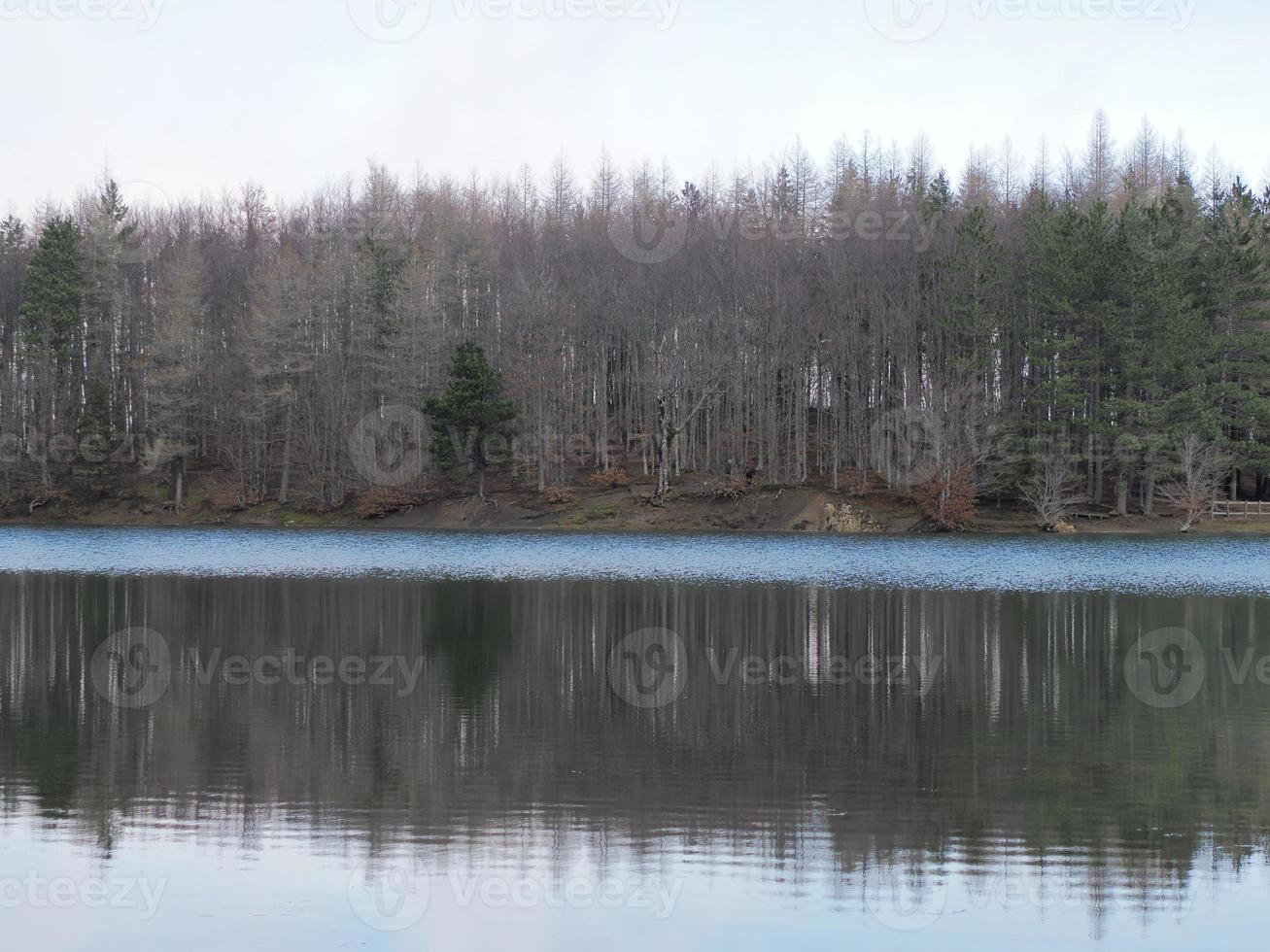 faggio foresta con un' molto vecchio albero nel calamone ventasso lago Italia foto