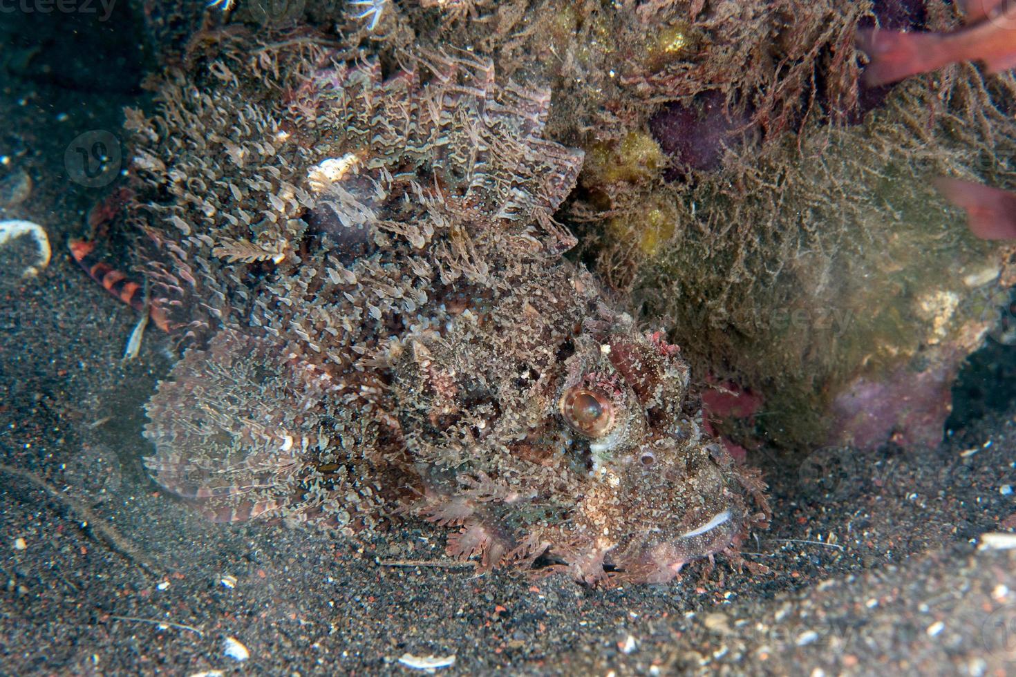 pietra pesce ritratto velenoso e dannoso subacqueo foto