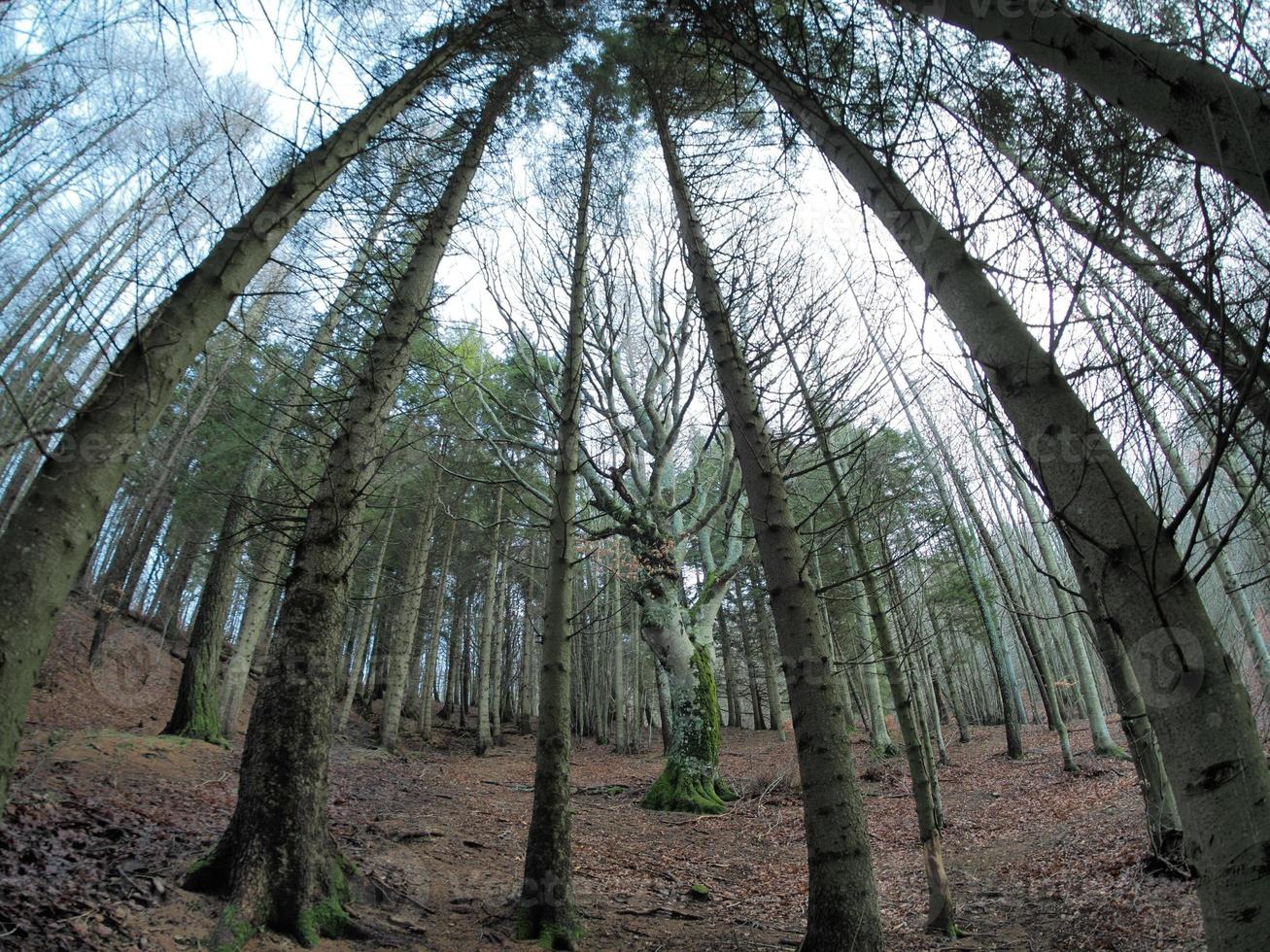 faggio foresta con un' molto vecchio albero nel calamone ventasso lago Italia foto