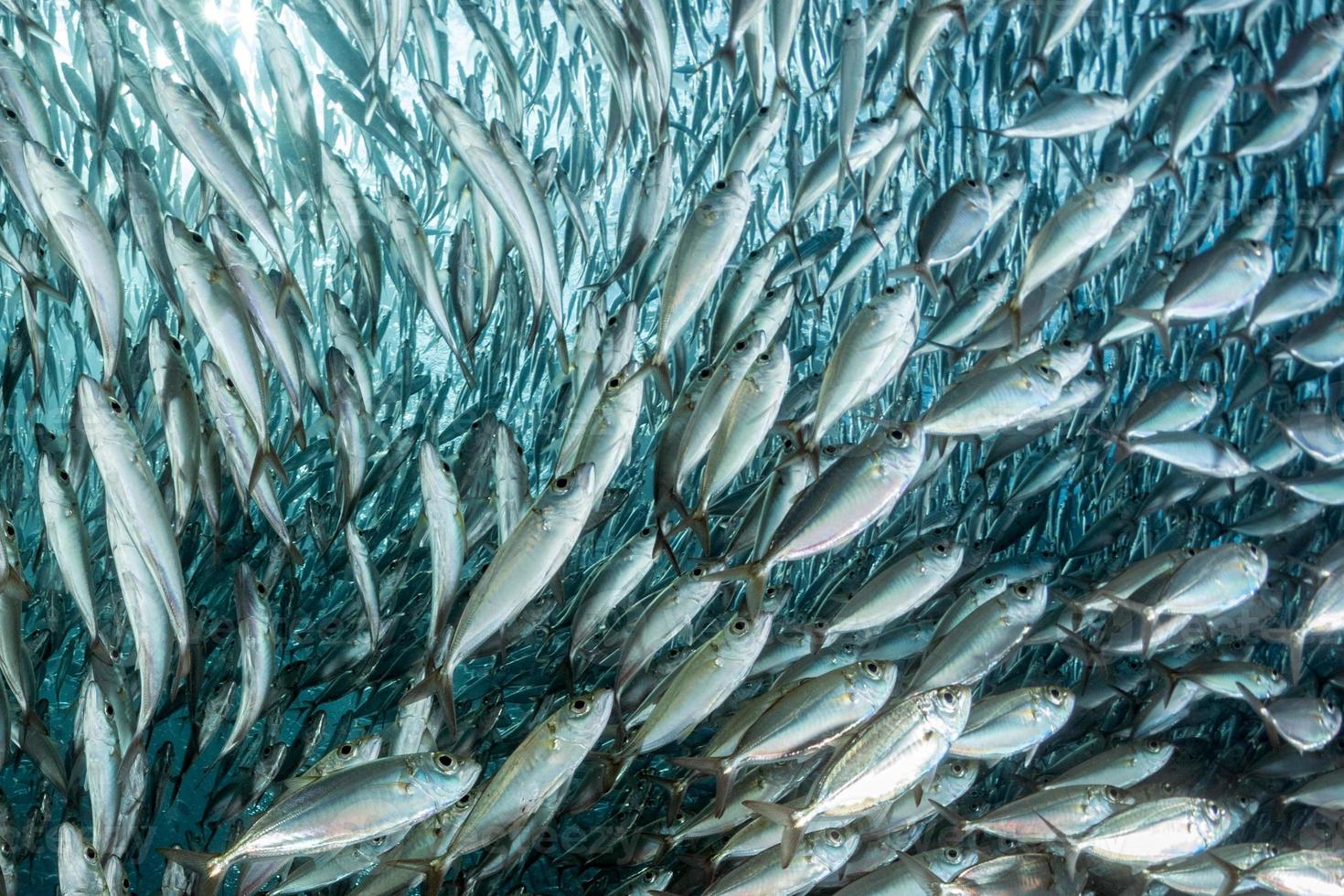 sardina scuola di pesce subacqueo foto