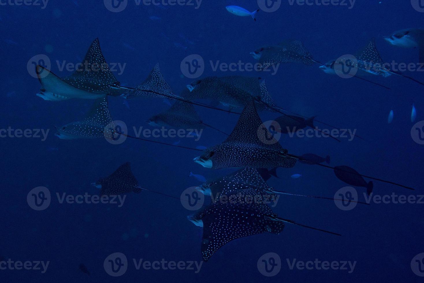 aquila raggio manta mentre immersione nel Maldive foto