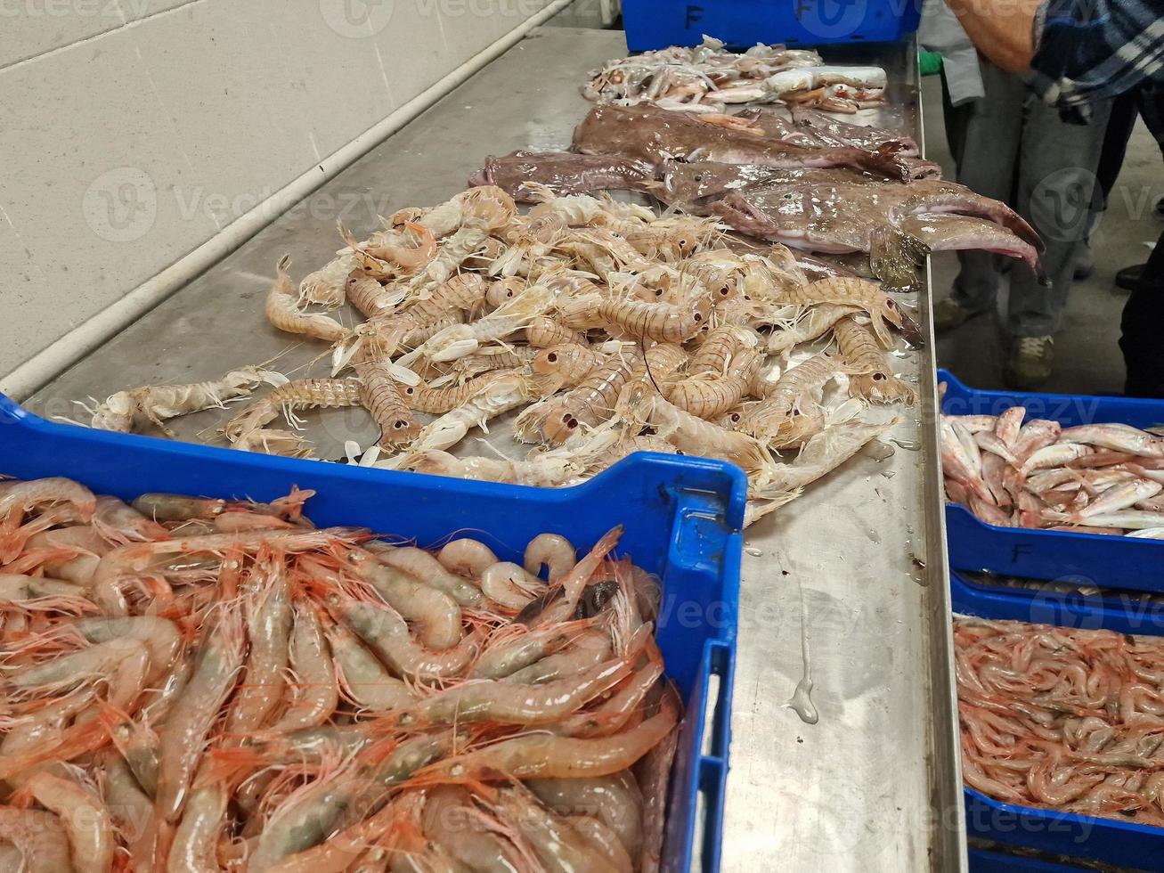 fresco catturato vivere polpo a pesce mercato foto