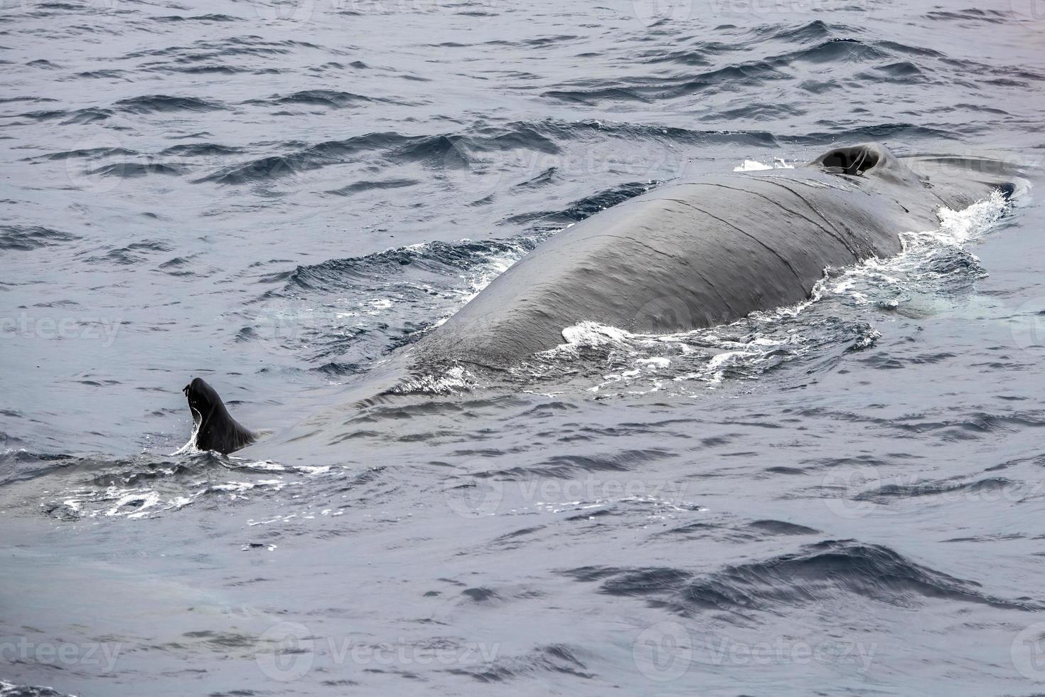 pinna balena nel mediterraneo mare foto