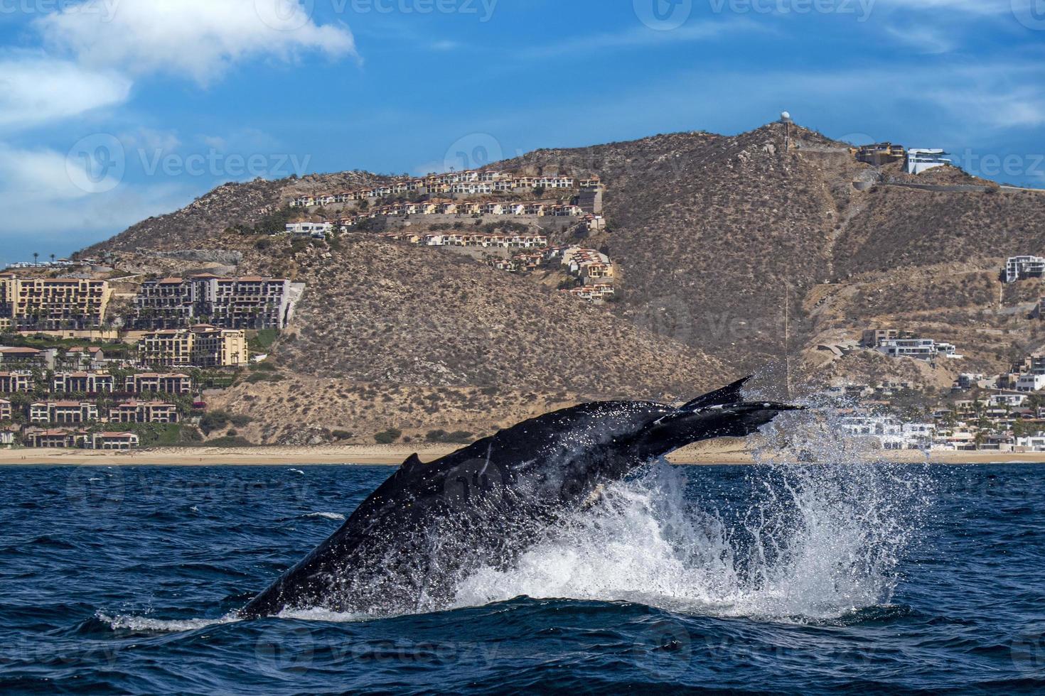 gobba balena coda slapping nel davanti di balena Guardando barca nel cabo san lucas Messico foto