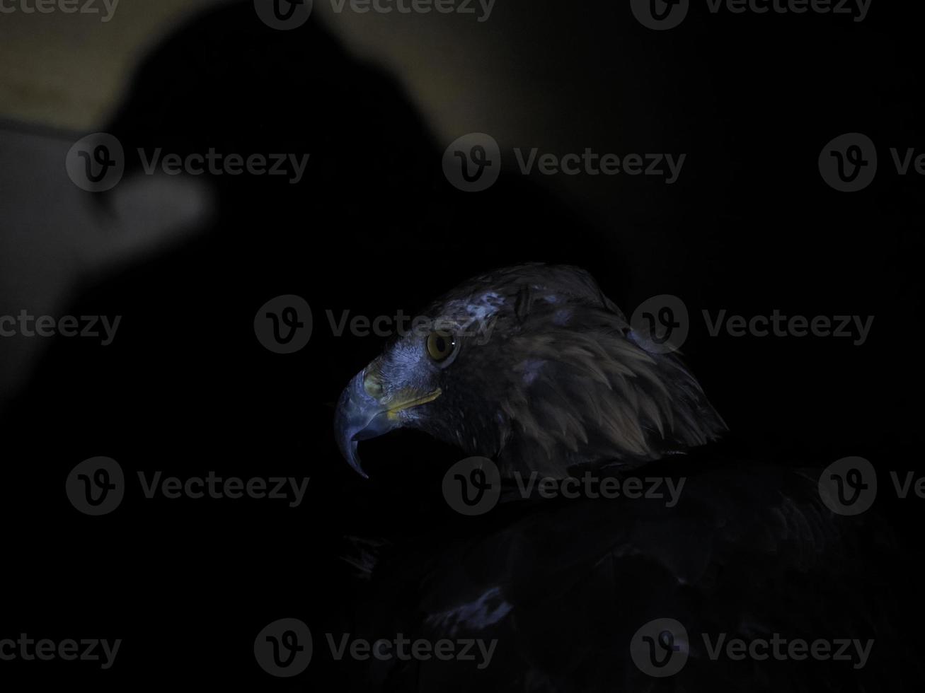 aquila Aquila chrysaetos isolato su nero foto