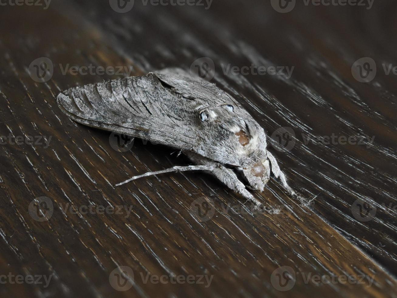 grigio falena insetto vicino su foto