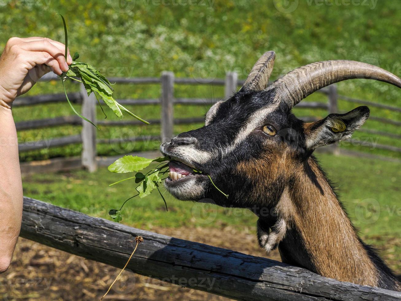 mano alimentazione un' capra con erba foto