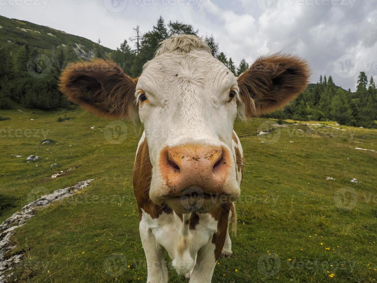 mucca ritratto vicino su guardare a voi nel dolomiti foto