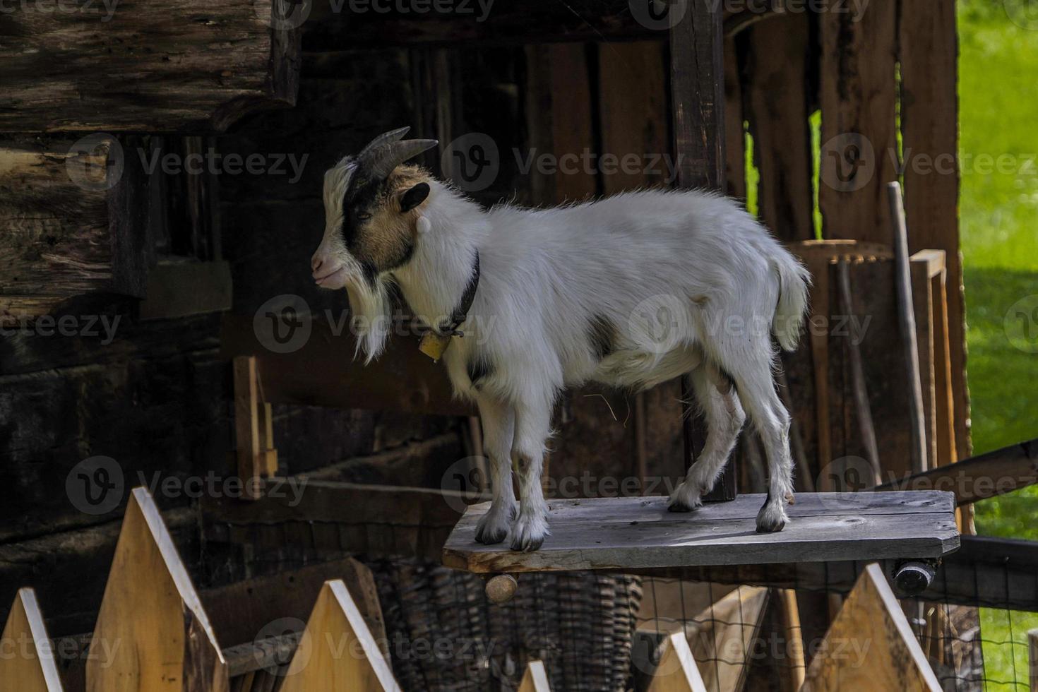 capra vicino su ritratto guardare a voi foto