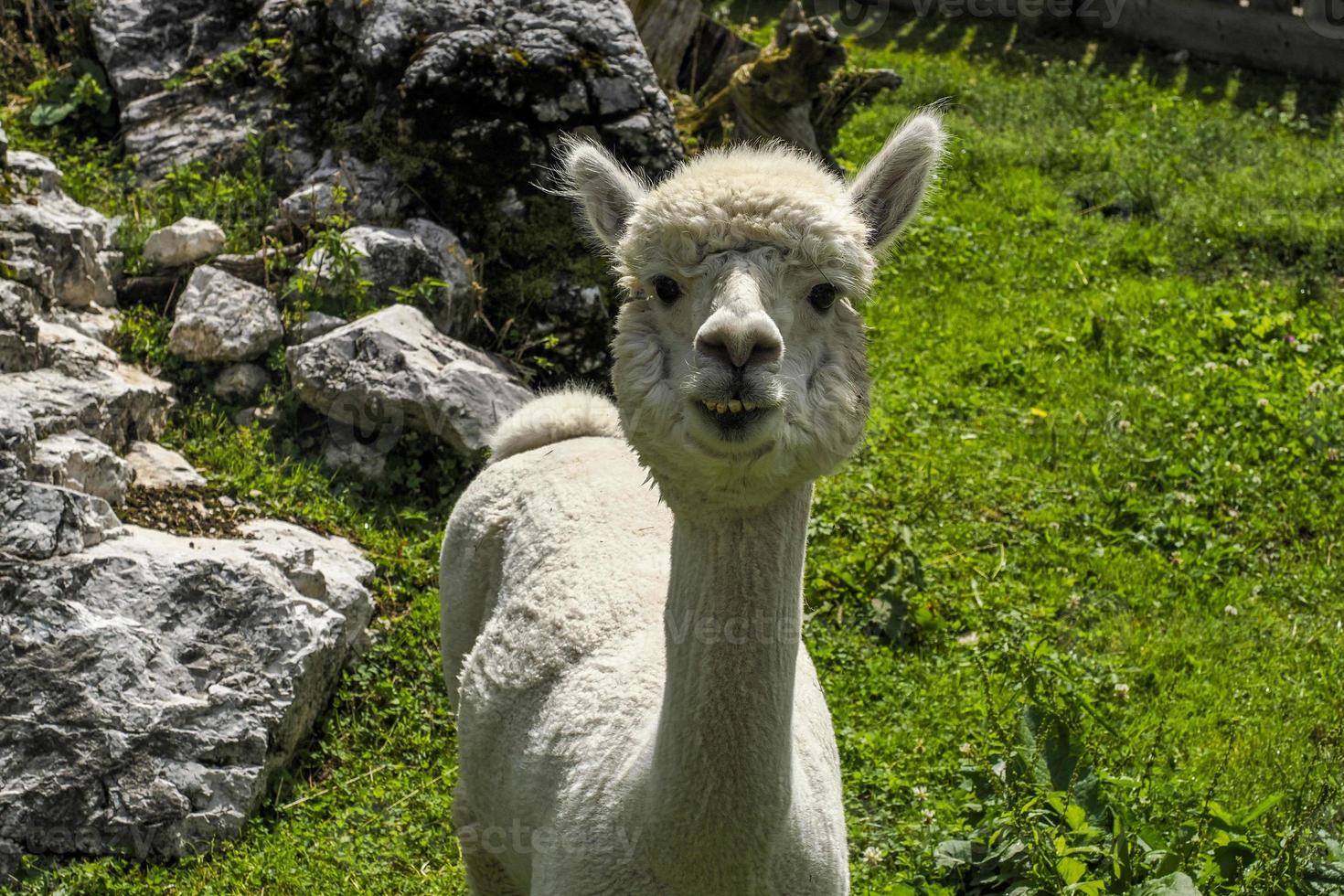 alpaca adorabile soffice ritratto guardare a voi foto