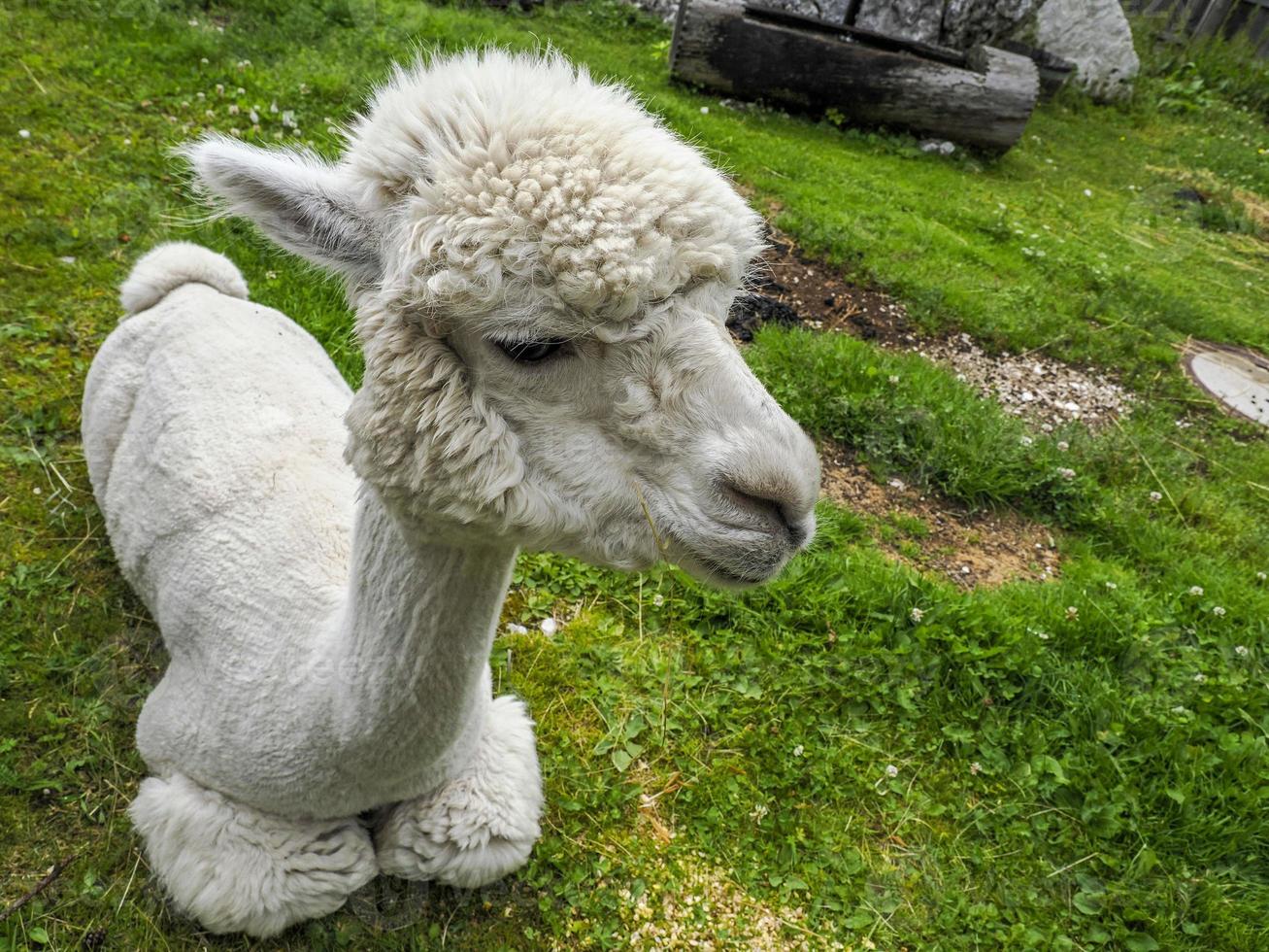 alpaca adorabile soffice ritratto rilassante su erba foto