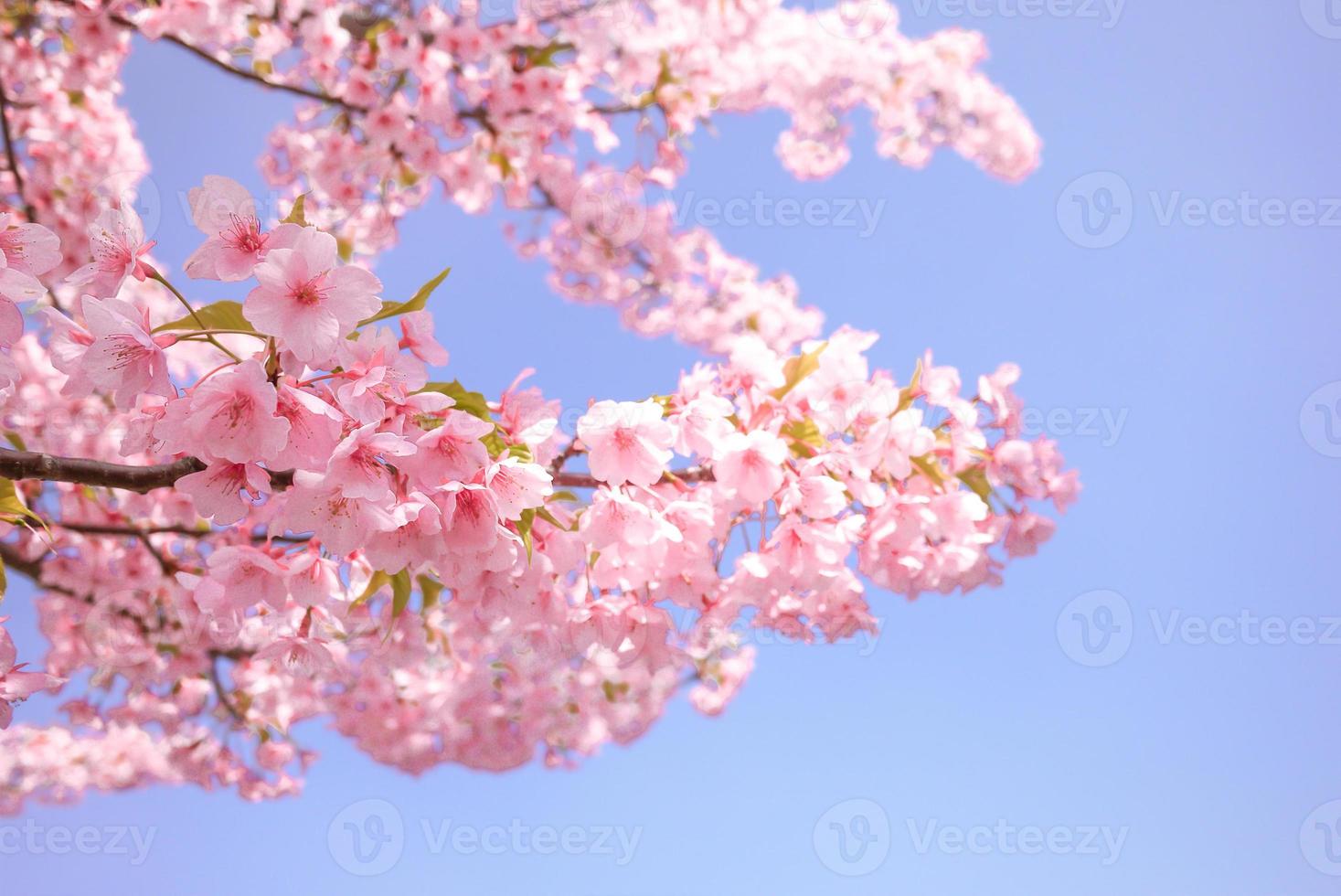 bellissimo ciliegia fiorire sakura fioritura contro blu cielo pieno fioritura primavera stagione nel Giappone foto