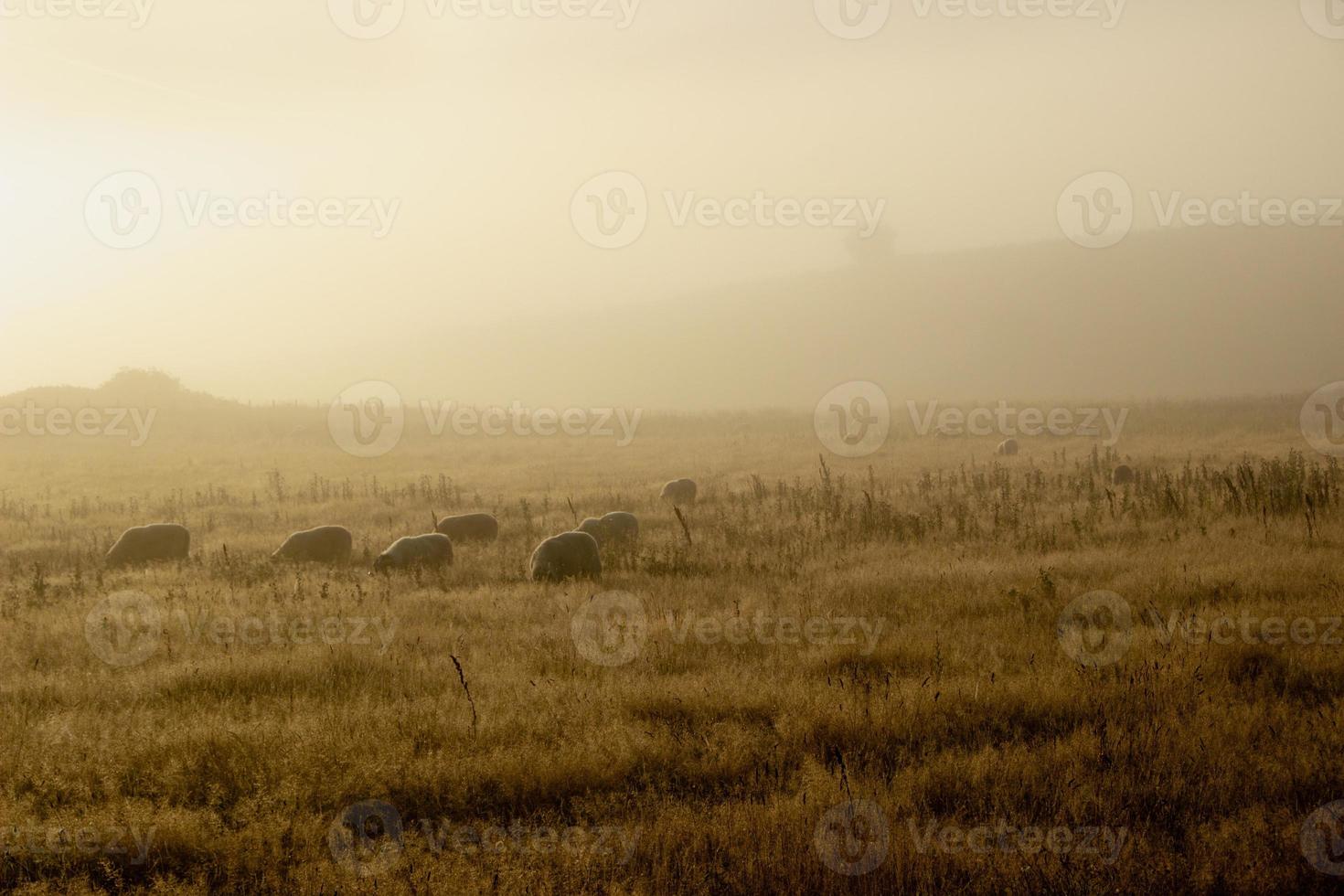 pecora nel verde prato sotto il nebbia nel Scozia foto