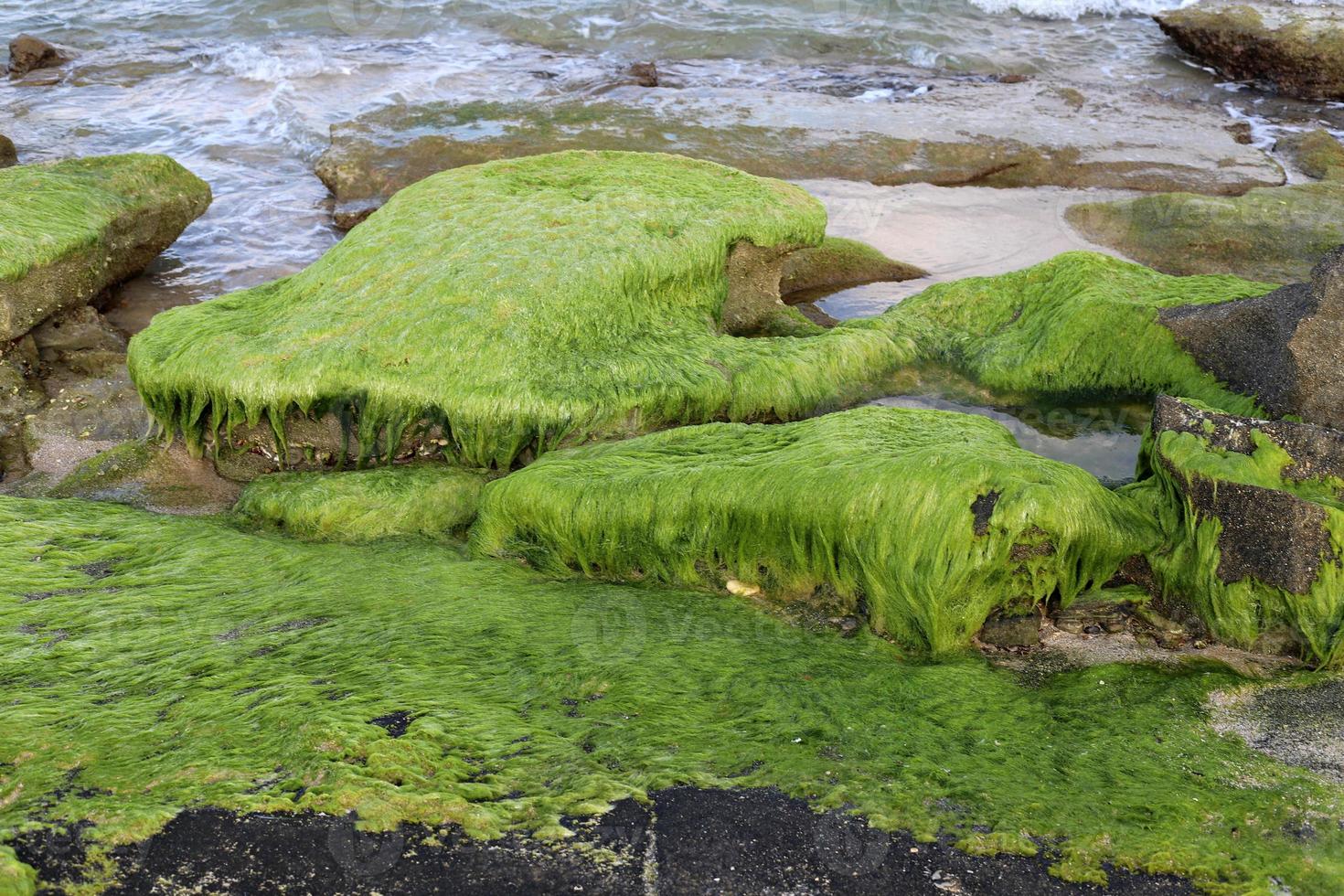 alghe su il rocce su il sponde di il mediterraneo mare nel settentrionale Israele. foto