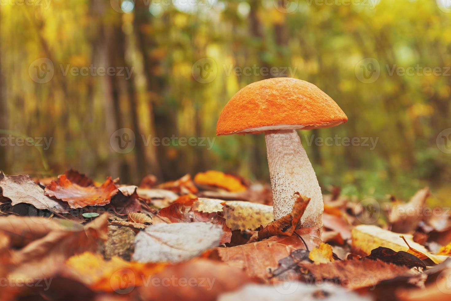 grande fungo con un arancia cappello nel il autunno foresta di il Caucaso. foto