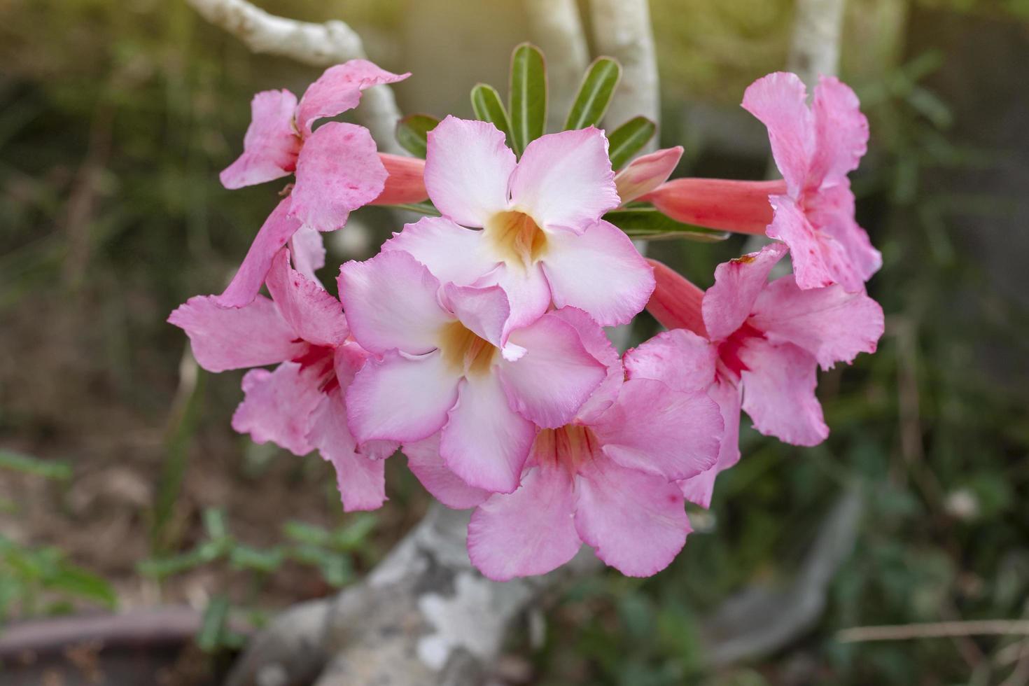 fresco rosa deserto rosa, finto azalea, bignonia o impala giglio fiori fioritura su sfocatura natura sfondo. foto