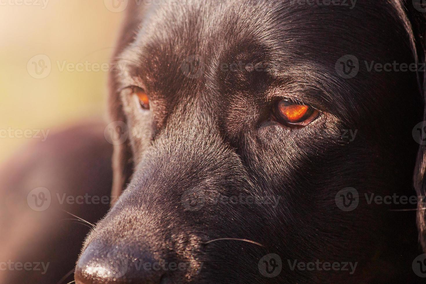 Marrone labrador occhi nel messa a fuoco. il Guarda di un' nero cane. un' animale domestico, un animale. foto