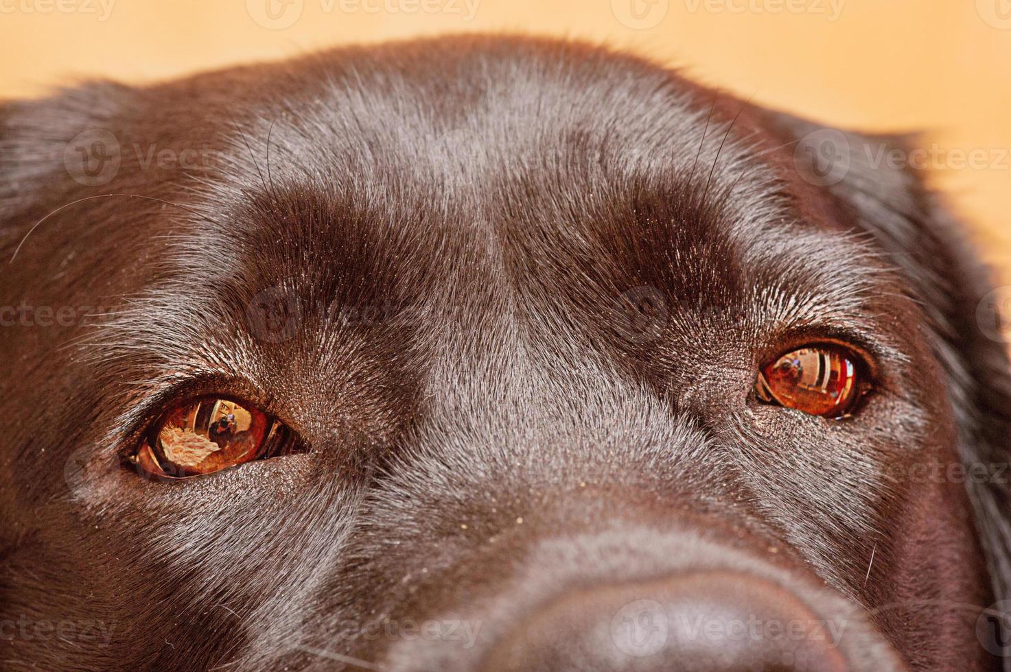 cane occhi vicino su macro. labrador cane da riporto con Marrone occhi. animale, animale domestico. foto