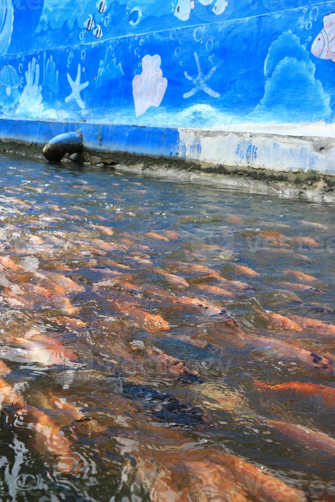 bellissimo koi pesce nel stagno nel il giardino foto