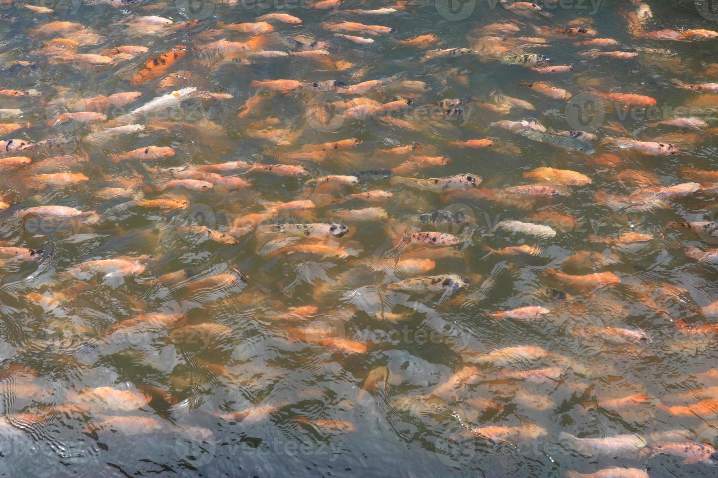 bellissimo koi pesce nel stagno nel il giardino, Pesci sotto acqua, carpa pesce foto